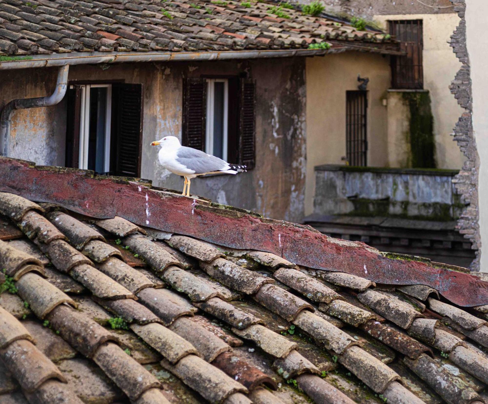 Bed and Breakfast Casa De' Fiori Roma Exterior foto